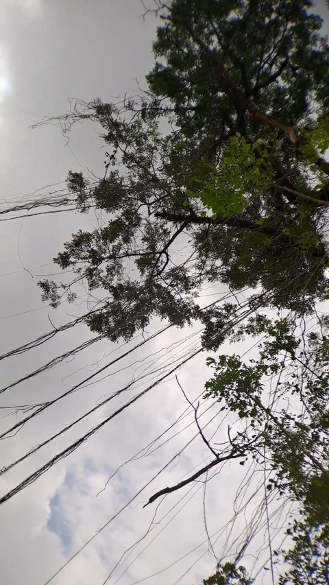 Lush green tree branches reach towards a sky Stock Footage 297033597
