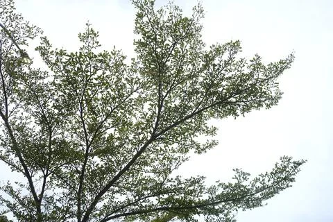Lush green tree branches reaching towards a bright, overcast sky, creating .. Stock Photos