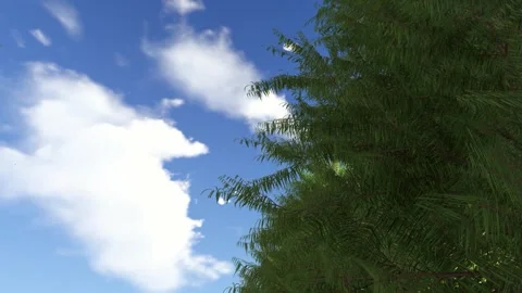 Lush Green Tree Branches Swaying Against a Bright Blue Sky Stock Footage 330985404
