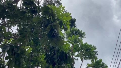 Lush Green Tree Branches Swaying Against Overcast Grey Sky Stock-Footage 346237525