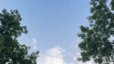 Lush green tree canopies frame a clear blue sky dotted with soft. video Video stock 310733963