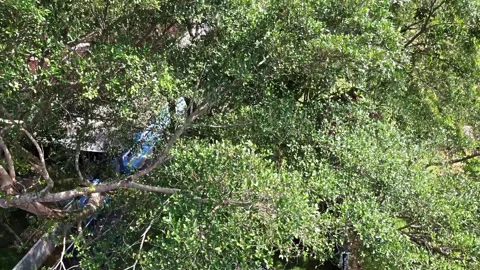 Lush Green Tree Canopy from Above Stock-Footage 281152755