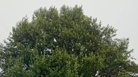 Lush Green Tree Canopy Against a Gray Sky Video stock 279086310