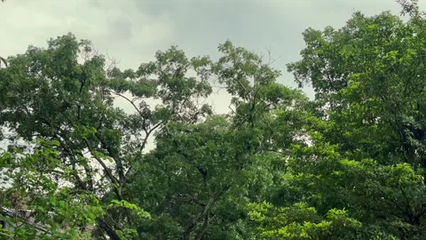 Lush green tree canopy against a moody overcast sky in a tropical forest Stock Footage 327233901
