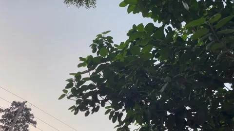 Lush Green Tree Canopy Against Serene Evening Sky 库存影片 346544327