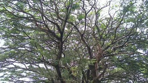 Lush Green Tree Canopy and Dense Branches in Forest Park Stock Footage 346983809