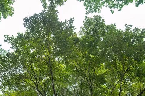 Lush Green Tree Canopy Background Under Bright Natural Sky Stock Photos