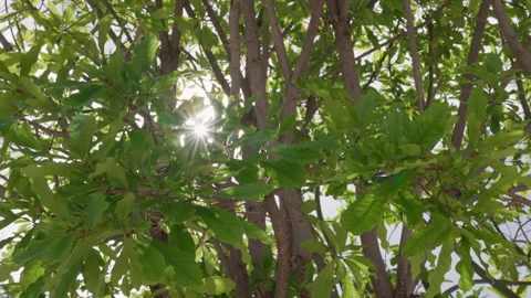 Lush green tree canopy, bathed in warm sunlight, creates a captivating sun flare Video stock 249890859