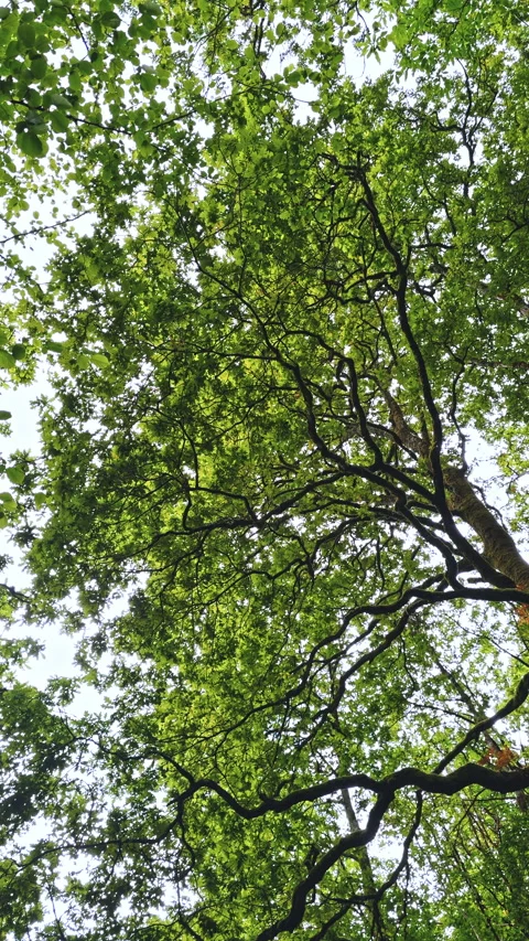 Lush Green Tree Canopy with Branches Stock Footage 278398077