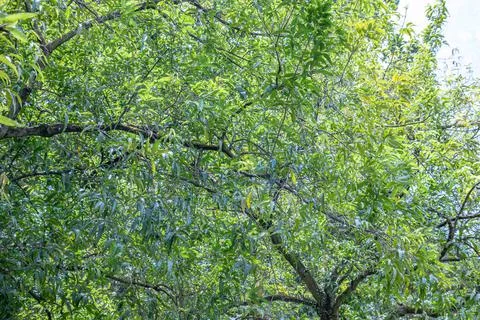 Lush Green Tree Canopy in Bright Daylight Stock Photos