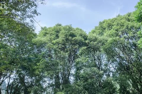 Lush Green Tree Canopy with Clear Blue Sky Stock Photos