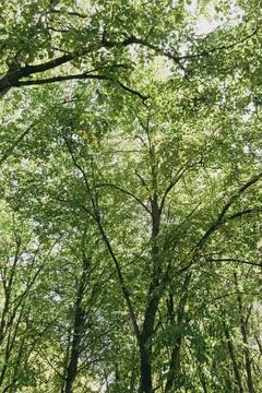 Lush green tree canopy with dense foliage in sunny summer forest Stock Photos
