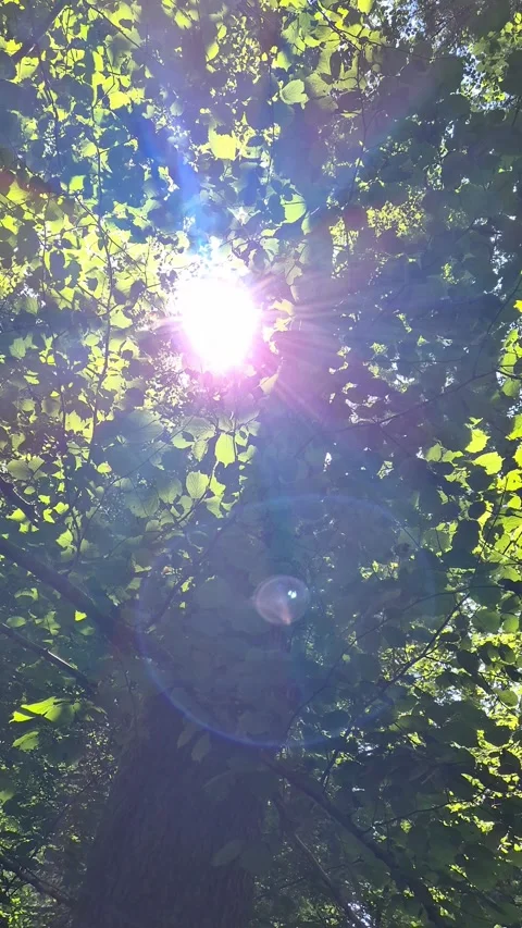 Lush Green Tree Canopy in Forest Видео 285647033
