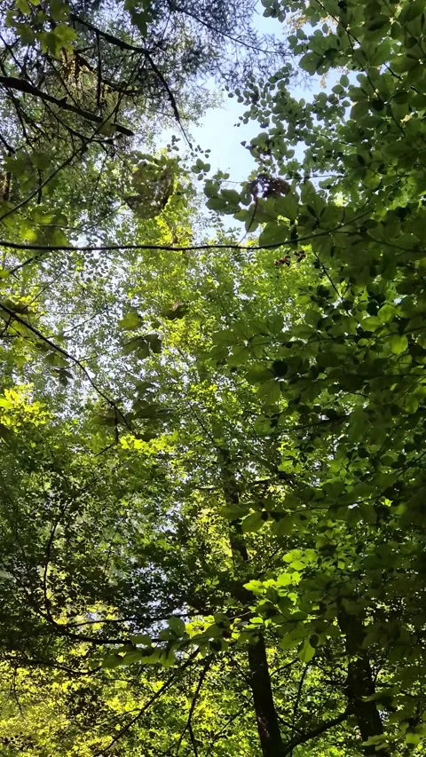 Lush Green Tree Canopy in Forest Stock Footage 285647041