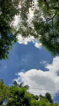 Lush Green Tree Canopy Framing Blue Sky and Fluffy White Clouds Stock Photos