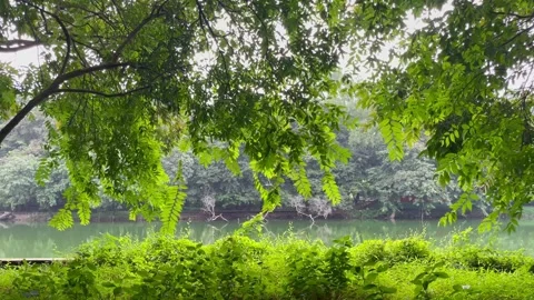 Lush Green Tree Canopy Overhanging Quiet Reflective River 库存影片 344807117