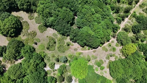 Lush Green Tree Canopy Overrolling Mixed Forest Landscape During Bright Sunny Stock Footage 281302390