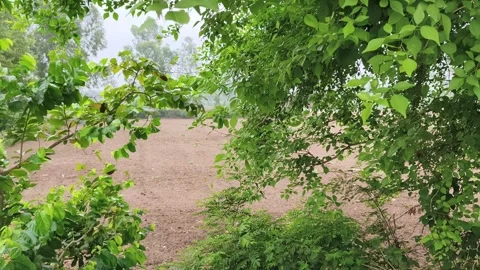 Lush Green Tree Canopy Pathway Stock Footage 340968023