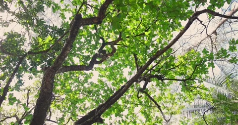 Lush green tree canopy, sunlight filtering through leaves, peaceful Stock Footage 305935247
