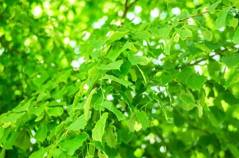 Lush green tree canopy with sunlight filtering through leaves creating bright Stock Photos