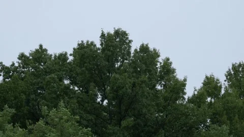 Lush Green Tree Canopy Swaying Against Overcast Sky Copy space Stock-Footage 334636569