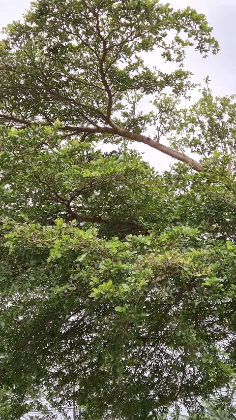 A lush green tree canopy swaying gently in the wind Stock Footage 337322645
