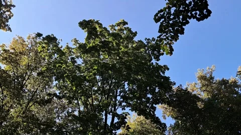 Lush Green Tree Canopy Swaying in the Wind Against Clear Blue Sky Stock Footage 342992814