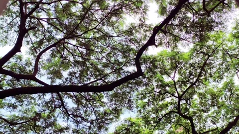 Lush green tree canopy sways gently in tranquil jungle forest on bright sun.. Stock Footage 344426418