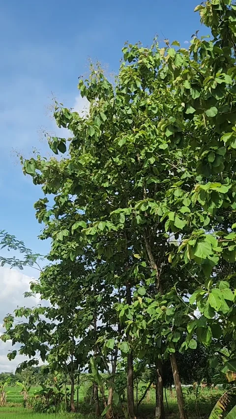 Lush green tree canopy under blue sky, tropical nature background. Stock Footage 325615749