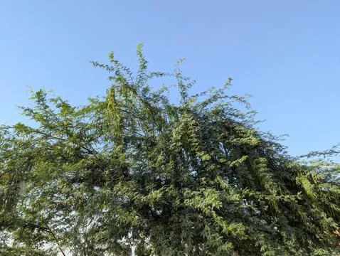 Lush Green Tree Canopy Under A Clear Bright Blue Summer Sky Stock Photos