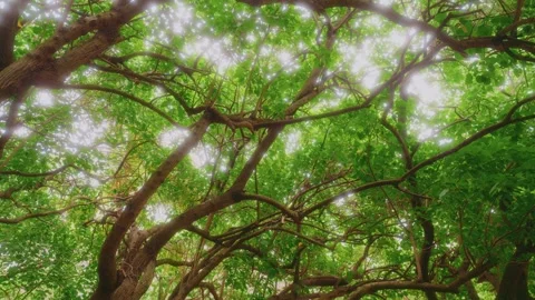 Lush Green Tree Canopy View from Below at Koko Crater Botanical Garden, Oahu, Ha Stock Footage 325751475