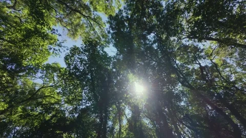 Lush Green Tree Canopy View Looking Up to Clear Blue Sky with Sunlight Stock Footage 346692539