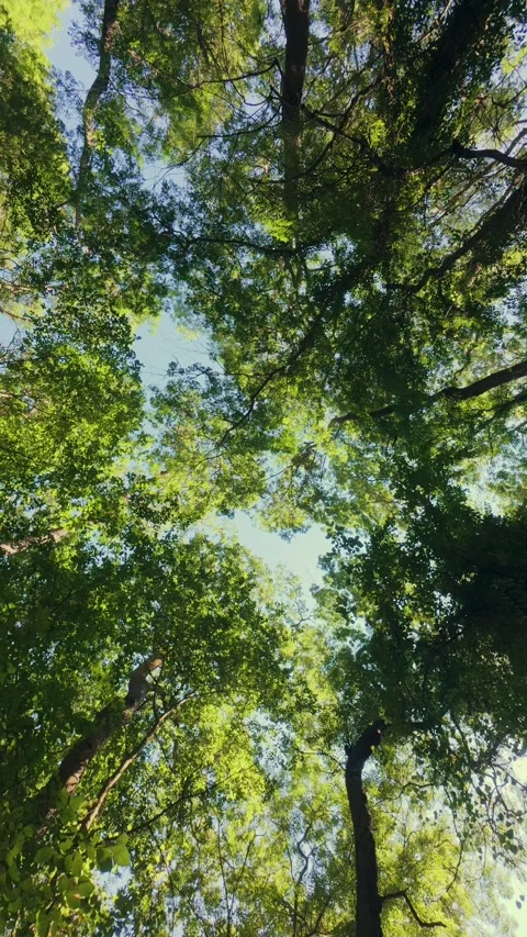 Lush Green Tree Canopy View Looking Up to Clear Blue Sky with Sunlight Stock Footage 346692631