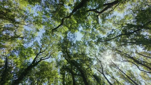 Lush Green Tree Canopy View Looking Up to Clear Blue Sky with Sunlight Stock Footage 346693404