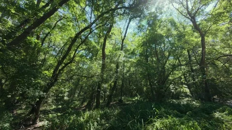 Lush Green Tree Canopy View Looking Up to Clear Blue Sky with Sunlight Stock Footage 346694674