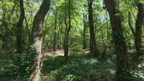 Lush Green Tree Canopy View Looking Up to Clear Blue Sky with Sunlight Stock Footage 346694981