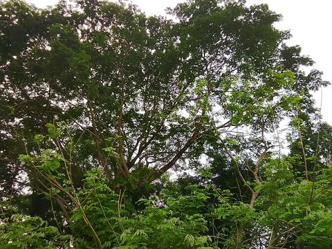 Lush green tree canopy viewed from below with sunlight shining through sunlight Stock Photos