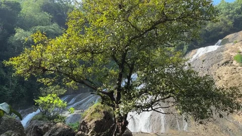 Lush Green Tree with Cascading Waterfall in Tropical Jungle, Pan Shot Stock Footage 325303837