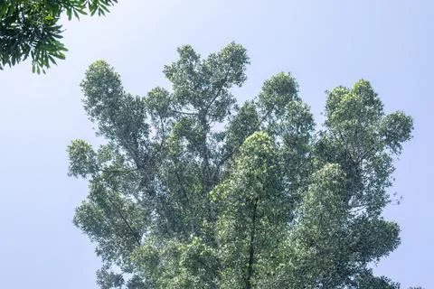 Lush Green Tree Crown with Rounded Form Under Clear Sky Stock Photos