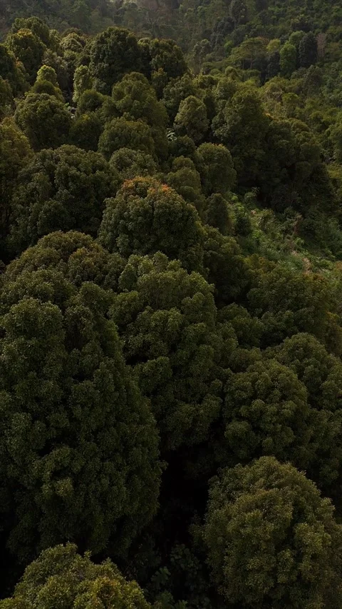Lush green tree crowns on the forest slope Stock Footage 283171807