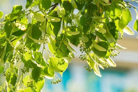 A lush green tree with densely packed leaves, showing various shades of green 스톡 사진