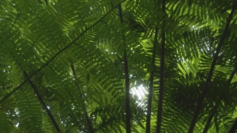 Lush Green Tree Fern Canopy in Hawaiian Botanical Garden Stock Footage 317131953