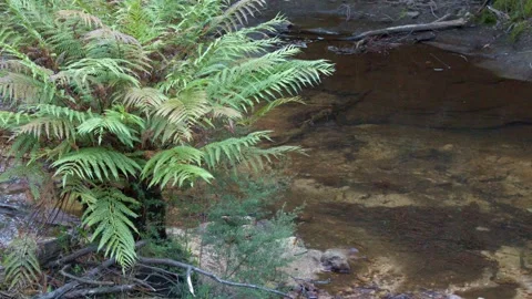 Lush Green Tree Fern Overlooking a Shallow Forest Stream Stock Footage 345015671