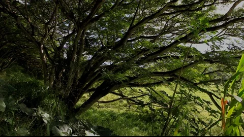 Lush Green Tree Stock Footage 104205459