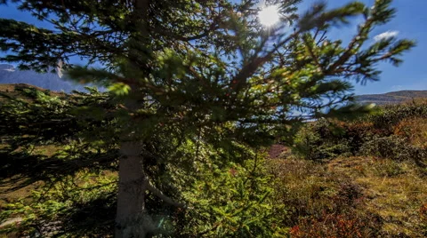 A lush green tree grows in the spring sun, which shine into the lens. Stock Footage 68313090