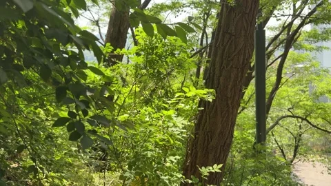 Lush Green Tree Leaves and Rough Trunk in Sunny Forest Park, Summer Background Stock Footage 339322660