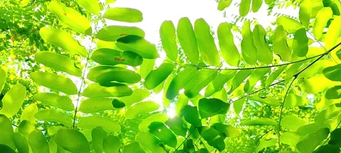 Lush Green Tree Leaves Glowing in Warm Summer Sunlight Video stock 342028845