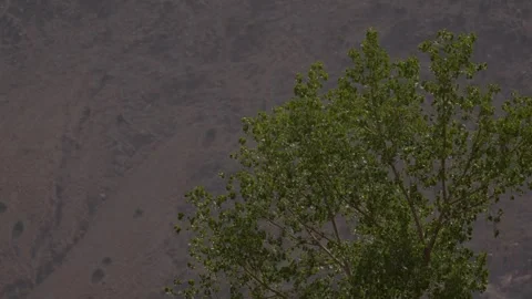 Lush green tree leaves rustle against a backdrop of steep, dusty, sun-scorched Stock Footage 346106433