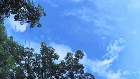 Lush green tree leaves swaying gently in wind under vibrant blue sky with s.. Video stock 343554863