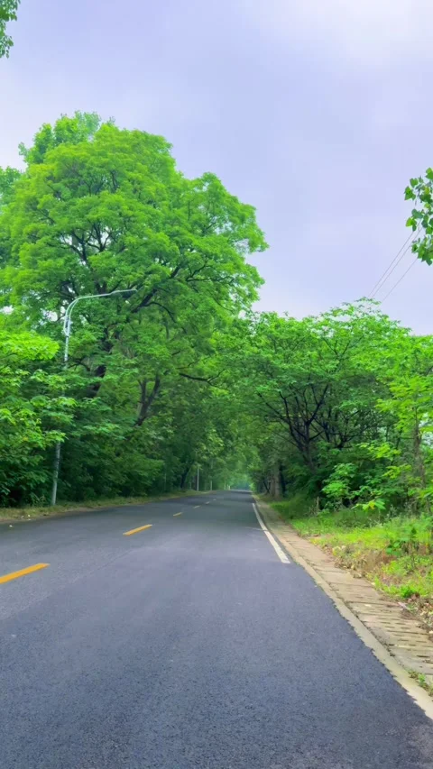 Lush Green Tree-Lined Road on an Overcast Rainy Day China Stock Footage 346334969